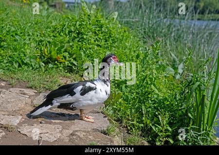 Moschusente beim Sonnenbaden in der natürlichen Umgebung am See. Stockfoto