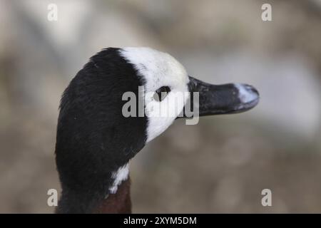 Witwe pfeifende Gans Stockfoto