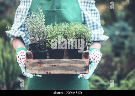 Weibliche Hände in den Handschuhen, die junge Sprossen in einer Holzkiste im Garten halten. Nahaufnahme Stockfoto