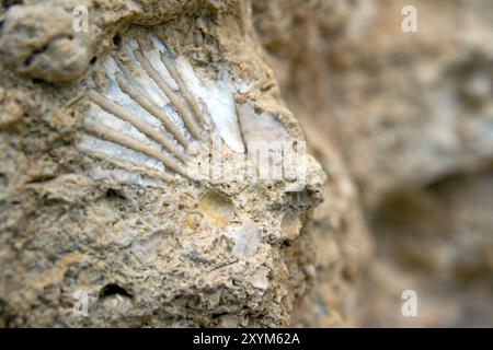 Fossilienprägung eingebettet in Stein Stockfoto