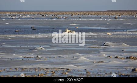 Eine Eisbärmutter mit zwei Jungen auf dem Eis der Hudson Bay Stockfoto