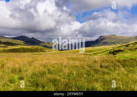 Blick auf grasbewachsenes Moorland mit Seggen, die in sumpfigen Böden in der Landschaft von Snowdonia wachsen. Garndolbenmaen, Porthmadog, Gwynedd, North Wales, Vereinigtes Königreich, Großbritannien Stockfoto