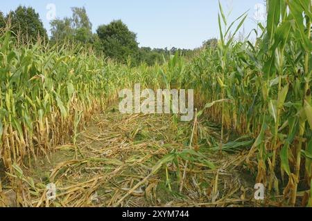 Schäden durch Wildschweine auf einem Maisfeld, Wildschaden, Deutschland, Europa Stockfoto