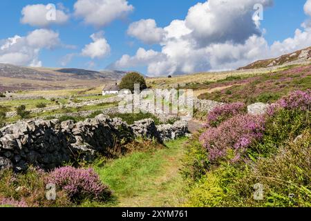 Blick entlang einer grünen Gasse zu einem weißen Ferienhaus mit Heidekraut blüht im Sommer auf dem Land. Garndolbenmaen, Porthmadog, Gwynedd, Nordwales, Vereinigtes Königreich Stockfoto
