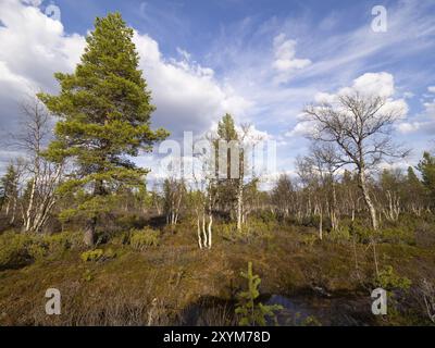 Heide- und Mischbirke (Betula pubescens) und Kiefer (Pinus sylvestris), Pokka, Mai, Finnisch-Lappland Stockfoto