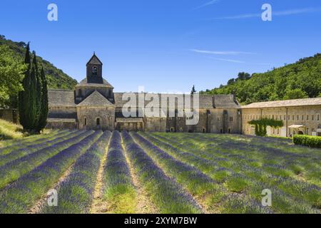 Abbaye de Senanque und Lavendelfeld in Frankreich Stockfoto