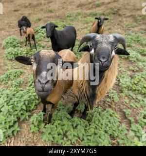 Zwei Kamerafahre (männlich und weiblich) stehen nebeneinander auf der Weide Stockfoto