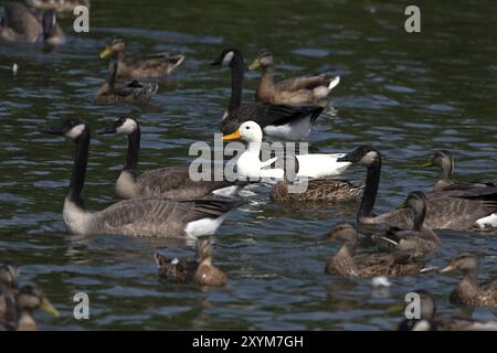 Die seltene weiße Stockente in der Herde von Kanadagänsen und Stockenten Stockfoto