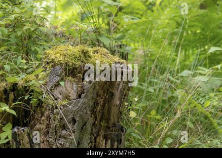 Deutsche Moorwaldlandschaft mit Farnen, Moos, Gras und Laubbäumen im Sommer Stockfoto