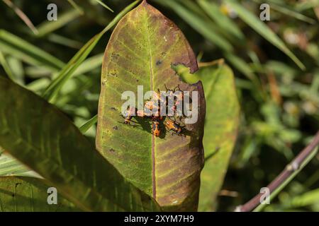 Oncopeltus fasciatus, bekannt als die große Milkweed-Käfer aus dem Wisconsin State Park Stockfoto