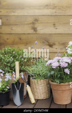 Verschiedene blühende Topfblumen und Kräuter, Gartengeräte auf braunem Holzboden. Hobbykonzept mit Blumentöpfen und Pflanzen. Floral de Stockfoto