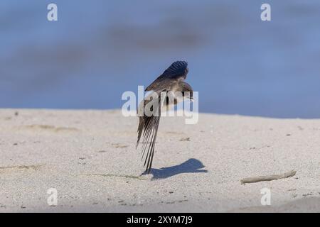 Der Sand martin (Riparia riparia) im Flug. Vogel auch bekannt als Uferschwalbe (in Amerika), Kragen-Sand-martin oder gewöhnlicher Sand-martin Stockfoto