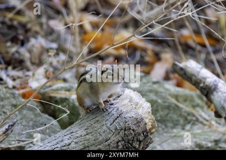 Der östliche Streifenhörnchen (Tamias striatus) im Park Stockfoto