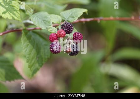 Schwarze Himbeere (Rubus occidentalis), auch Bärenaugen-Brombeere, schwarze Kappe, schwarze Kappe Himbeere und Scotch-Kappe genannt. Einheimische Arten im östlichen Nort Stockfoto