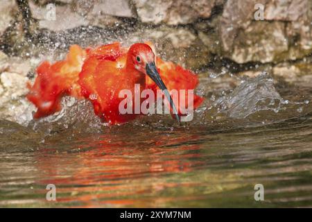 Scharlachibisse (Eudocimus ruber) Baden Stockfoto