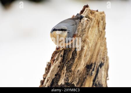 Nuthatch, Sitta Europa, Nuthatch, Europa, Mitteleuropa Stockfoto