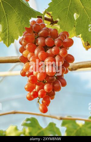 Schöne rote kernlose Trauben an einer Rebe im Weinberg Stockfoto