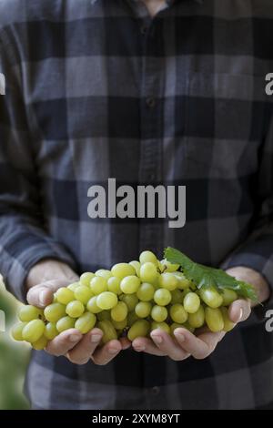 Bauern Hände halten weiße Trauben Herbst Ernte Stockfoto