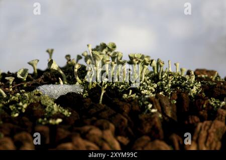 Cladonia fimbriata im Winter auf einem Zaunpfosten Stockfoto