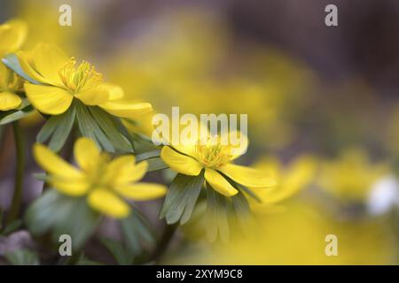 Winterakonite (Eranthis hyemalis) im Garten Stockfoto