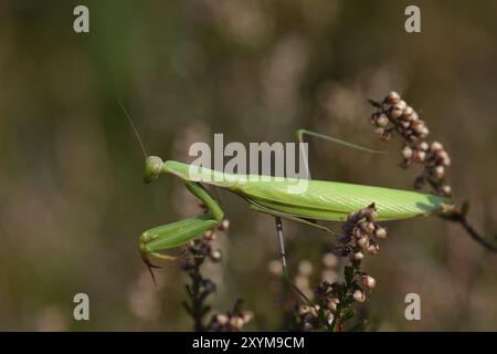 Europäische Mantis, die auf Beute wartet. Betende Mantis in der Oberlausitz, die auf Beute wartet Stockfoto