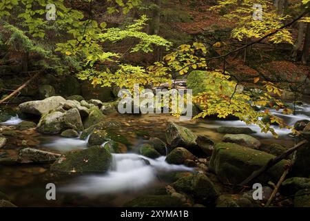 Stream im Oktober, Frühherbst im Bergwald, Riesengebirge, Sudeten, Polen, Europa Stockfoto