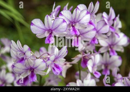 Orchidee in Singapur botanische Gärten Stockfoto