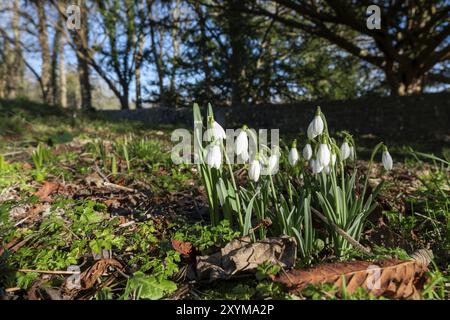 Schneeglöckchen Blüte im Januar in Folkington East Sussex Stockfoto