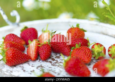 Frische Erdbeeren aus dem Garten, gelegt auf einem antiken, weißen Holztablett. Helle, leuchtende Farben. Erdbeeren frisch aus dem Garten, liegen in A Stockfoto