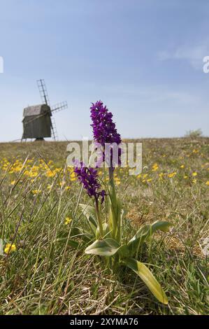 Frühe violette Orchideen (Orchis mascula) in ihrer natürlichen Umgebung mit offenen, kalkreichen Wiesen auf der Insel Oeland, Schweden, im Frühjahr. Im B Stockfoto