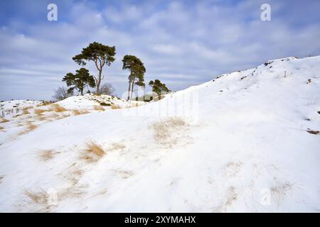 Verschneite Dünen und Kiefer über blauem Himmel, Gelderland Stockfoto