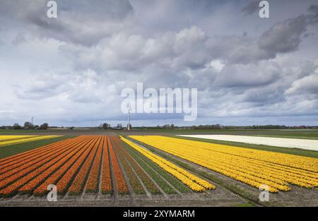 Große Felder mit prange und gelben Tulpen, schöner bewölkter Himmel und Windmühle Stockfoto