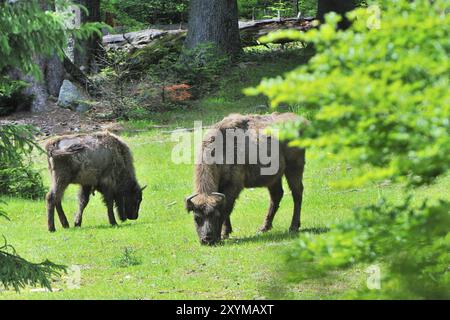 Europäische Bisonherde in der Abendsonne Stockfoto