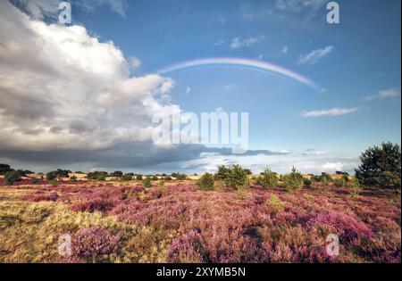 Regenbogen über Wiese mit blühendem Heidekraut im Sommer Stockfoto