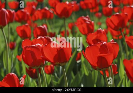 Schöne rote Tulpen, die im Sonnenlicht leuchten Stockfoto