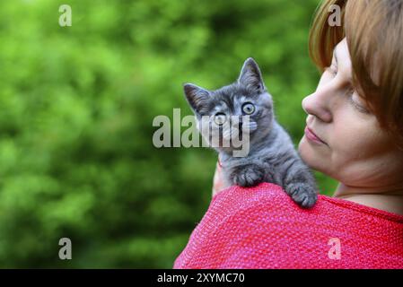 Eine blaue Scottish Kätzchen sitzt auf einer Frau Schulter. Im freien Stockfoto