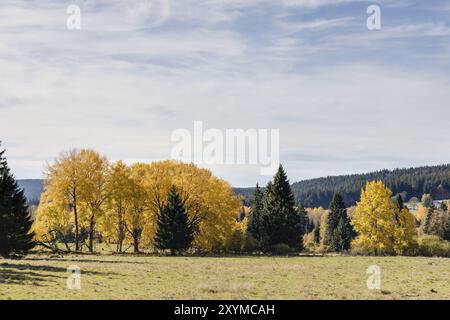 Espen im Herbst Stockfoto