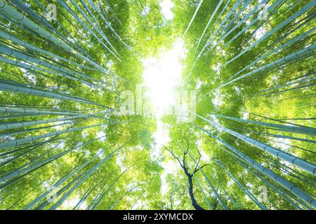 Flacher, radialer Blick direkt nach oben auf hohe grüne Bambusbäume im Arashiyama Bamboo Grove Forest in Kyoto, Japan, Asien Stockfoto