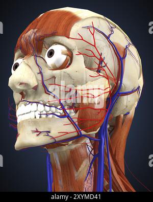 Menschlicher Kopf mit Knochen, Muskeln und Kreislaufsystem Stockfoto