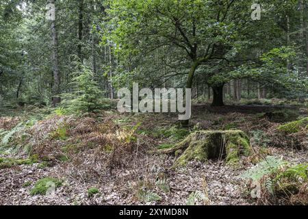 Bracken (Pteridium aquilinum) und Baumstumpf in einem Mischwald, Emsland, Niedersachsen, Deutschland, Europa Stockfoto