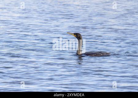 Doppelhauchkormorane (Phalacrocorax aurituson) am Fluss Stockfoto