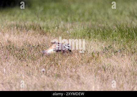 Der Killer (Charadrius vociferus) verteidigt das Nest gegen einen Eindringling. Der Killdeer ist ein großer Plover, der in Amerika gefunden wird Stockfoto