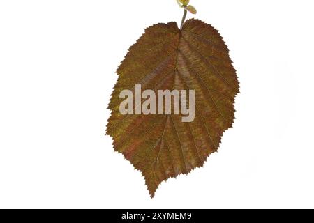 Ein einzelnes Blatt einer Wildhasel (Corylus maxima) Stockfoto