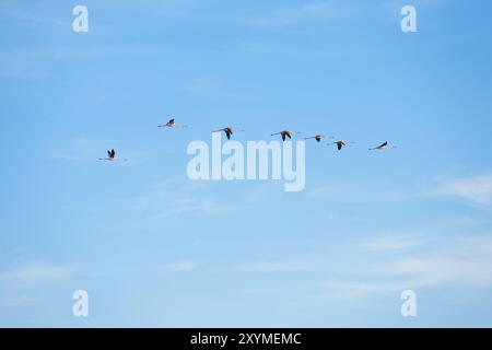 Eine Schar von sieben rosafarbenen Flamingos fliegt in Formation an der Camargue in Südfrankreich Stockfoto