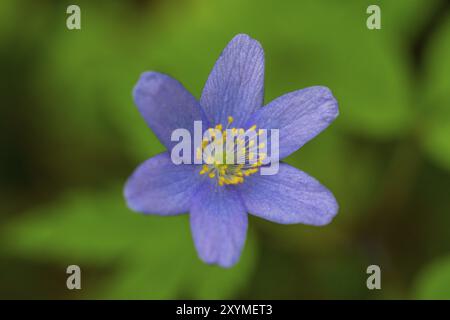 Kidneykraut, Anemone hepatica aus der Familie der Butterblumen im Frühjahr Stockfoto