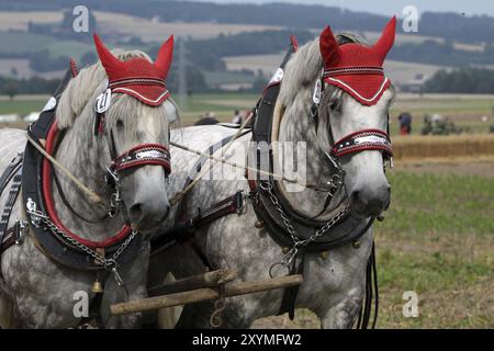 Percheron Team Stockfoto