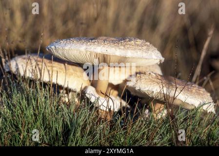 Closeup Detail des Kopfes auf dem Feld Pilz agaricus campestris wächst wild in der Wiese Stockfoto