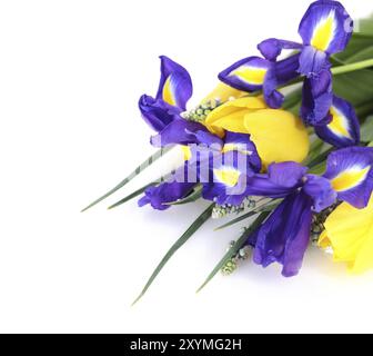 Schöne dunkel-lila Iris Blume, Tulpen und Muscari isoliert auf weißem Hintergrund Stockfoto