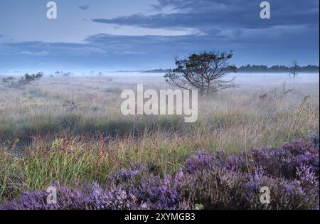 Rosafarbene Heidekraut-Blüten am nebeligen Morgen im Sumpf Stockfoto