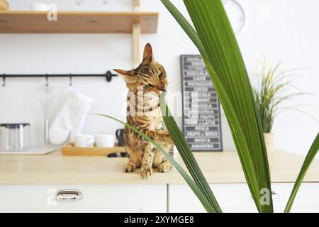 Schöne bengal Katze auf weißen Tisch mit dem Palm Anlage Stockfoto